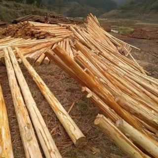 上海削皮杉木樁，浦東去皮杉木支撐，大樹(shù)支撐